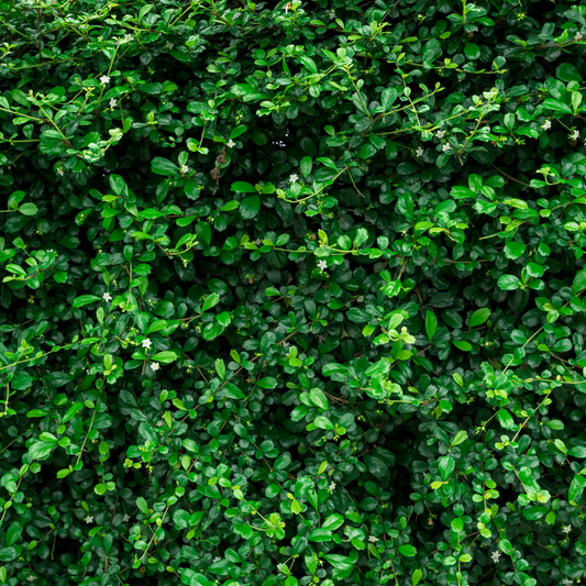 Evergreen Mixed Native Hedging Bare root 60/90 (x250) Multi-deal (Pre-order for Nov 2025)