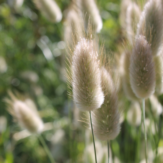 Fairy Tails Ornamental Grasses Pot Grown. For seasonal/pre-order availability and pricing, call 0330 236 7330.