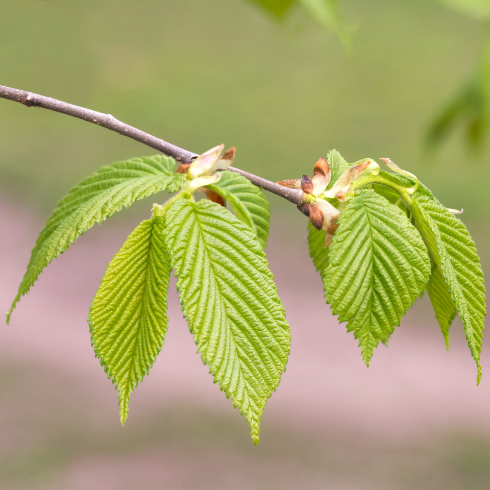 //everythingplants.co.uk/cdn/shop/files/xFastigiateHornbeamTree1_b2da544f-b8f3-4498-985e-c439b4107f5a.png?v=1755014276