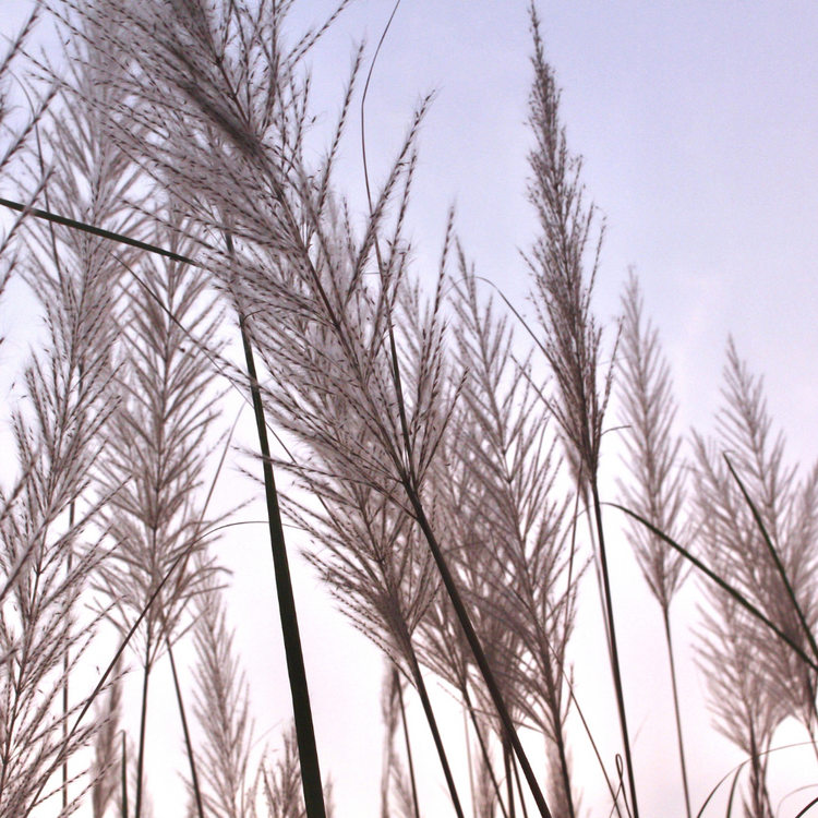 Feather Reed Ornamental Grasses Pot Grown 5L  (x40) Multi-deal