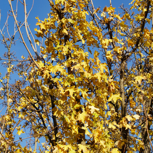 Field Maple Ornamental Tree Pot Grown 10L 100/125