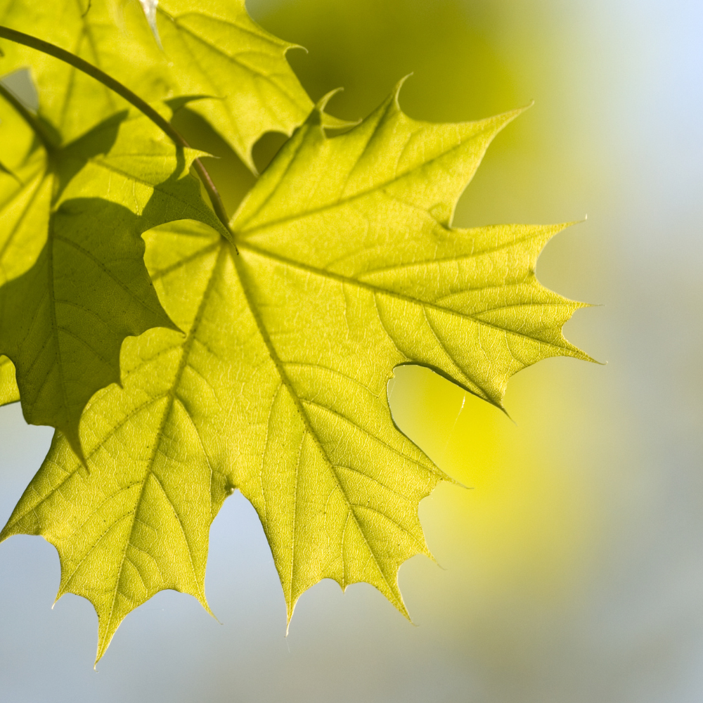 //everythingplants.co.uk/cdn/shop/files/xFieldMaplePleachedTree1_57dd6b55-3fb0-4455-b2fb-9eac8fb3b46b.png?v=1755014058