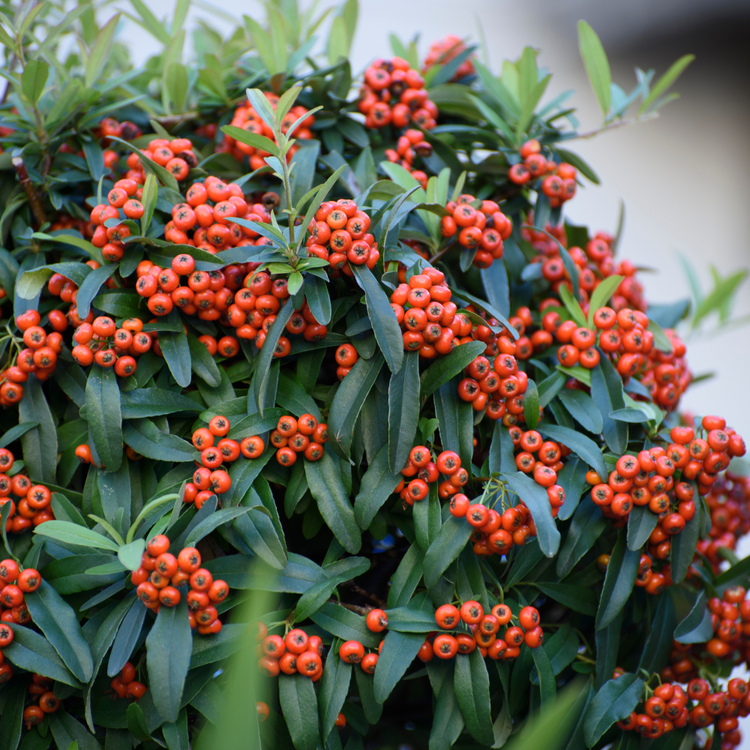 Firethorn 'Red Column' Pot Grown 2L 60/80cm