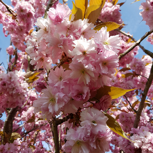 Flagpole Cherry Ornamental Tree Pot Grown 7.5L 175/200cm (x28) Multi-deal