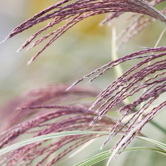 Flamingo Maiden Ornamental Grasses Pot Grown 2L  (x50) Multi-deal