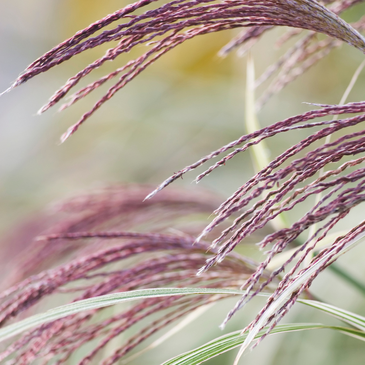 Flamingo Maiden Ornamental Grasses Pot Grown 2L  (x50) Multi-deal