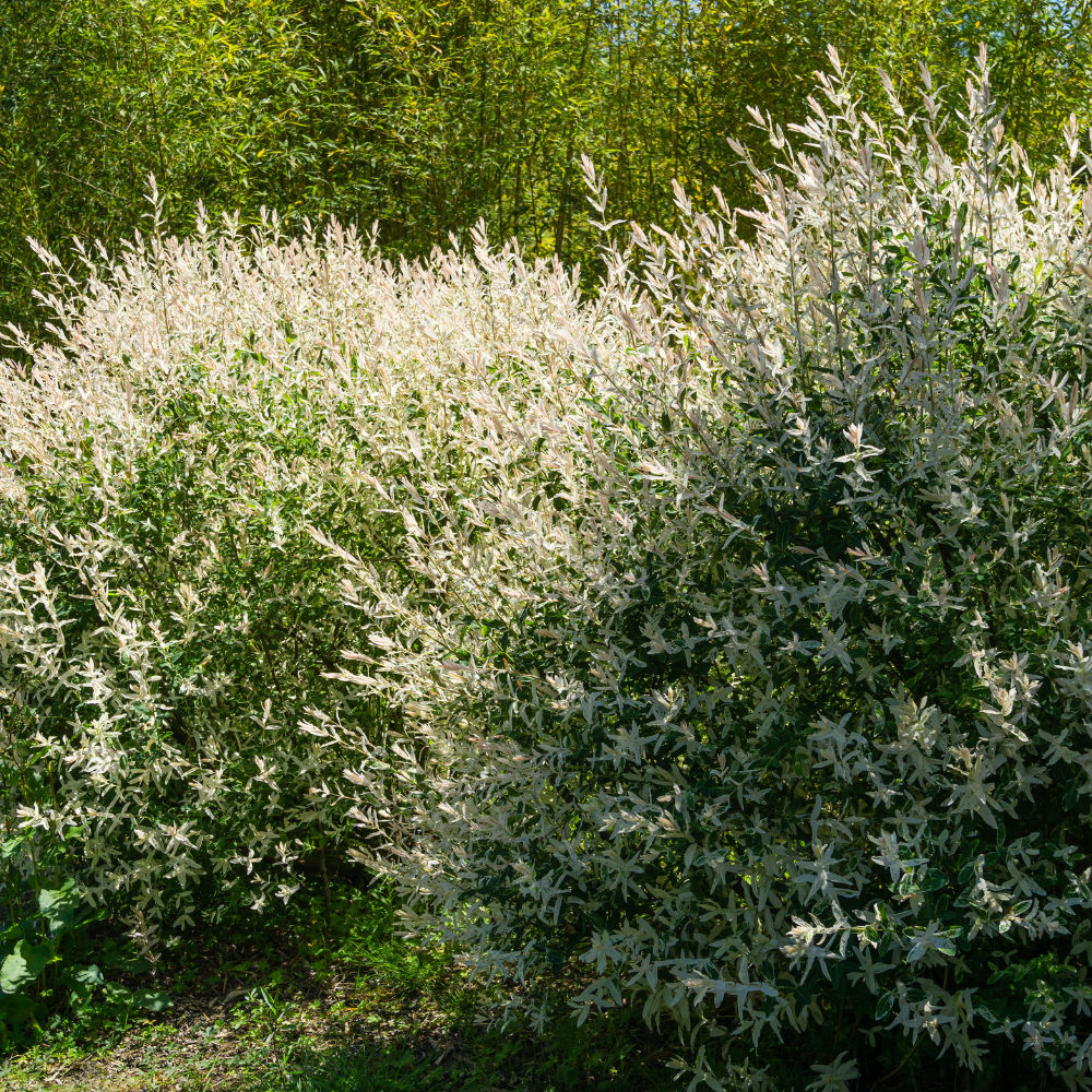 //everythingplants.co.uk/cdn/shop/files/xFlamingoWillowTree1_b36c3e3c-bfc7-4007-83db-6ce370ebc5a9.png?v=1755013859