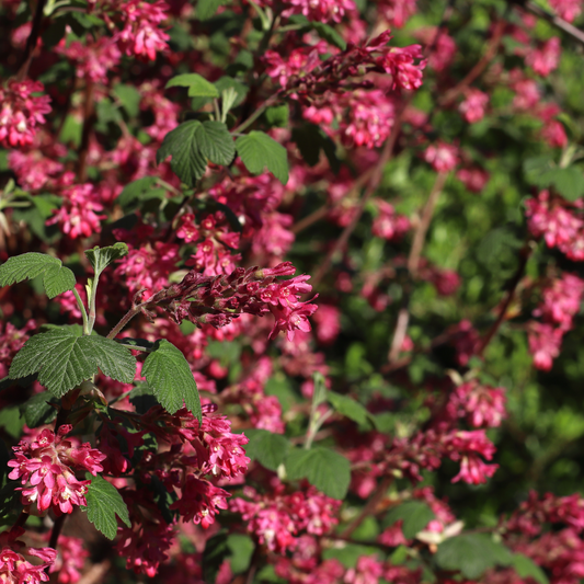 Flowering Currant Pot Grown 5L 40/60cm (x40) Multi-deal