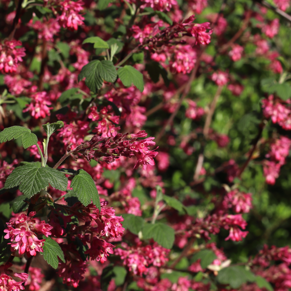 //everythingplants.co.uk/cdn/shop/files/xFloweringCurrantHedge1_8c3ac6e5-db84-4bea-bb03-32d840af2c3f.png?v=1756826252