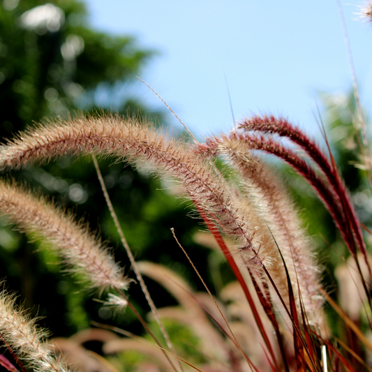 Fountain Ornamental Grasses Pot Grown 7.5L  (x28) Multi-deal