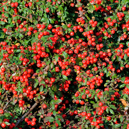 Franchet's Cotoneaster Pot Grown 2L 40/60cm