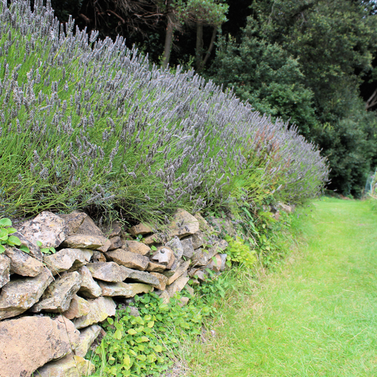 French Lavender Pot Grown 2L 20/40cm (x50) Multi-deal