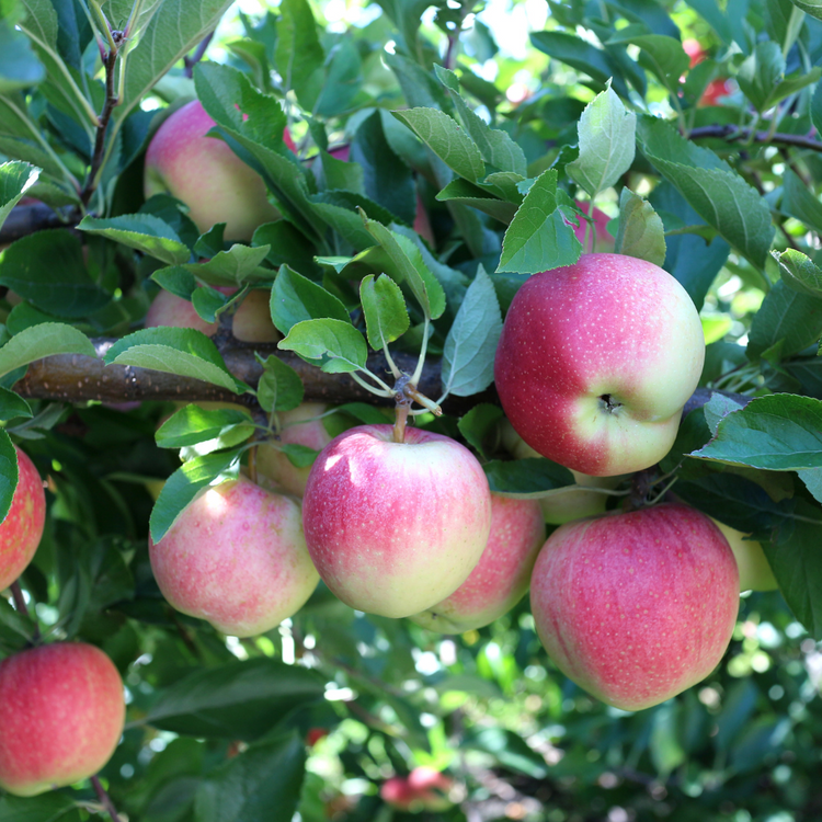 Gala Apple Fruit Tree Bare root 125/150cm (Pre-order for Nov 2025)