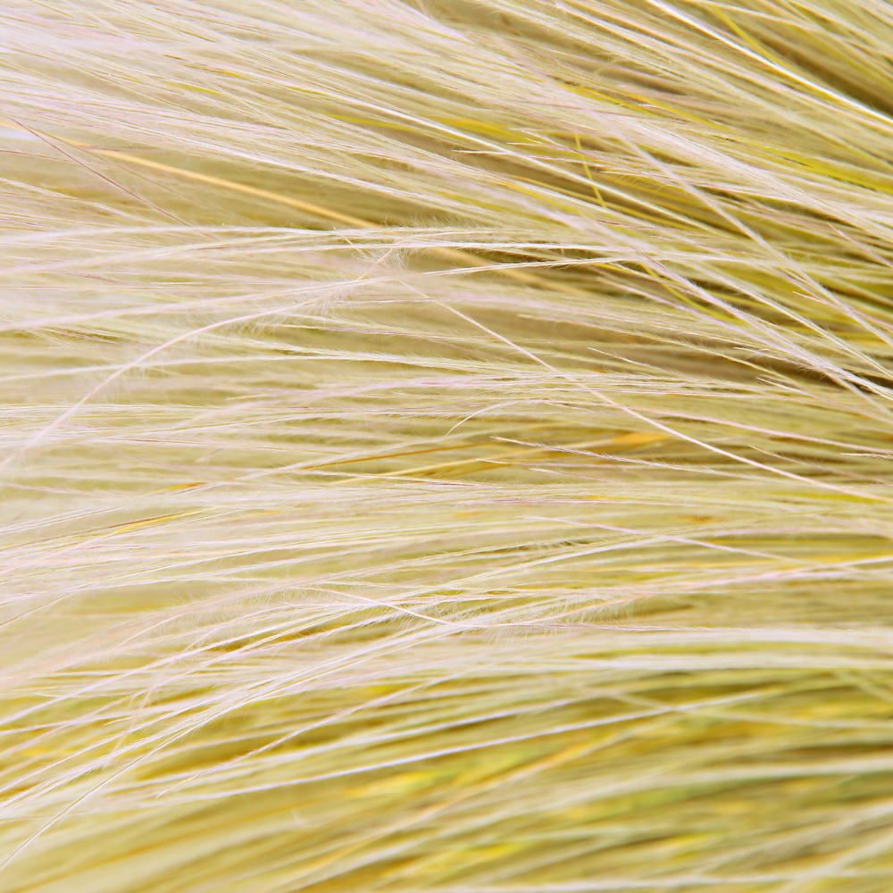 //everythingplants.co.uk/cdn/shop/files/xGiantFeatherGrass1_69b55f81-25ae-4597-b066-dcb6fe0f7fc7.png?v=1755013584