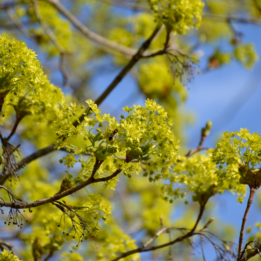 Globosum Norway Maple Ornamental Tree Pot Grown 10L 1/2 Std (x14) Multi-deal