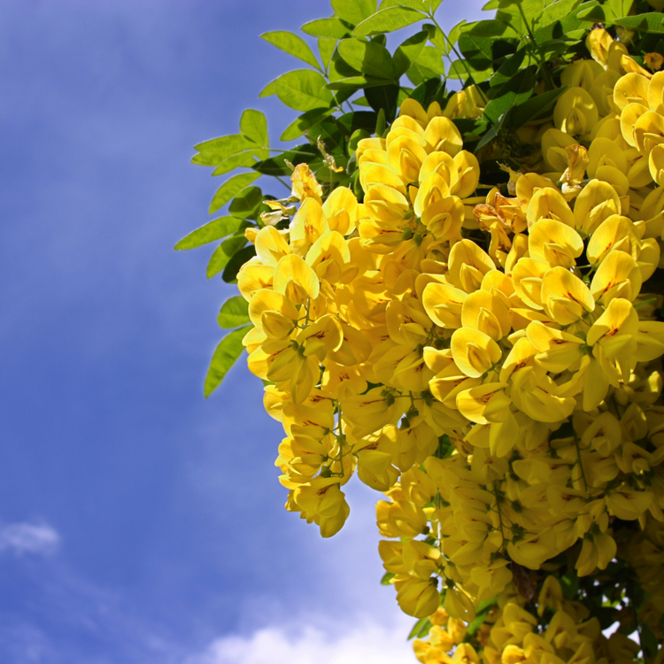 Golden Chain Ornamental Tree Pot Grown 12L 175/200cm