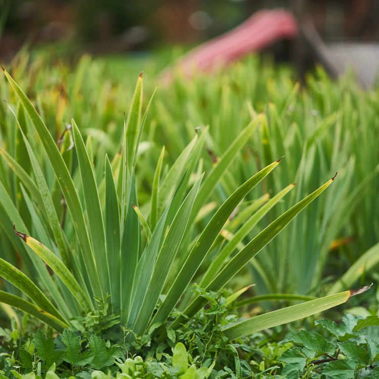 Golden Delight Japanese Sweet Flag Ornamental Grasses Pot Grown 2L  (x50) Multi-deal