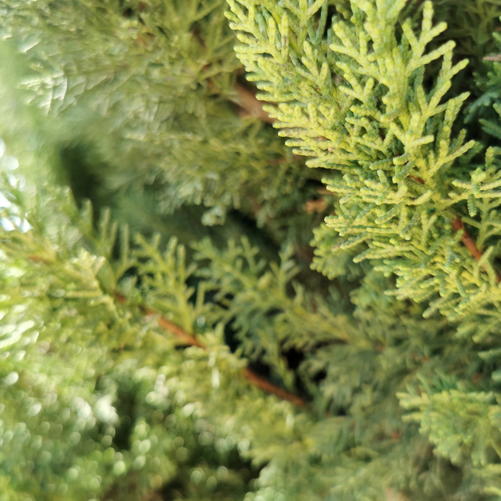 //everythingplants.co.uk/cdn/shop/files/xGoldenLeylandiiHedge1_9f0b0f2f-b9aa-4692-8757-4c5c41b3eb1b.png?v=1756826277