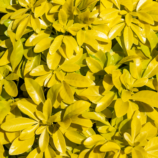 Golden Mexican Orange Pot Grown 5L 20/40cm (x40) Multi-deal