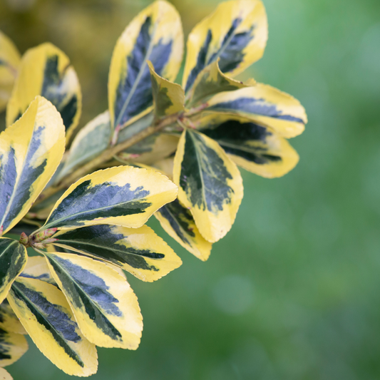 Golden Variegated Japanese Spindle Italian Plants Pot Grown 25L 100/125cm