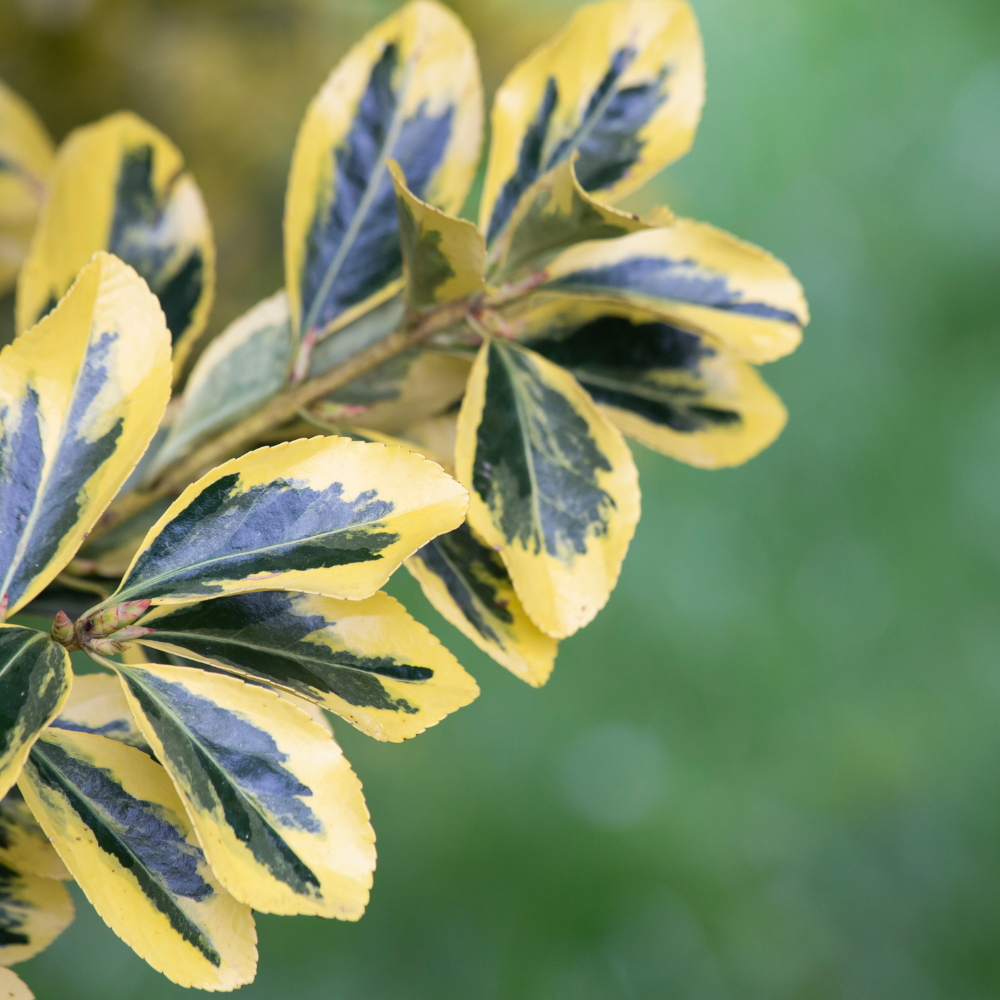//everythingplants.co.uk/cdn/shop/files/xGoldenVariegatedJapaneseSpindlePlant1_6c24d6b9-18ce-4e8e-bcd6-d82b8725794a.png?v=1755013246