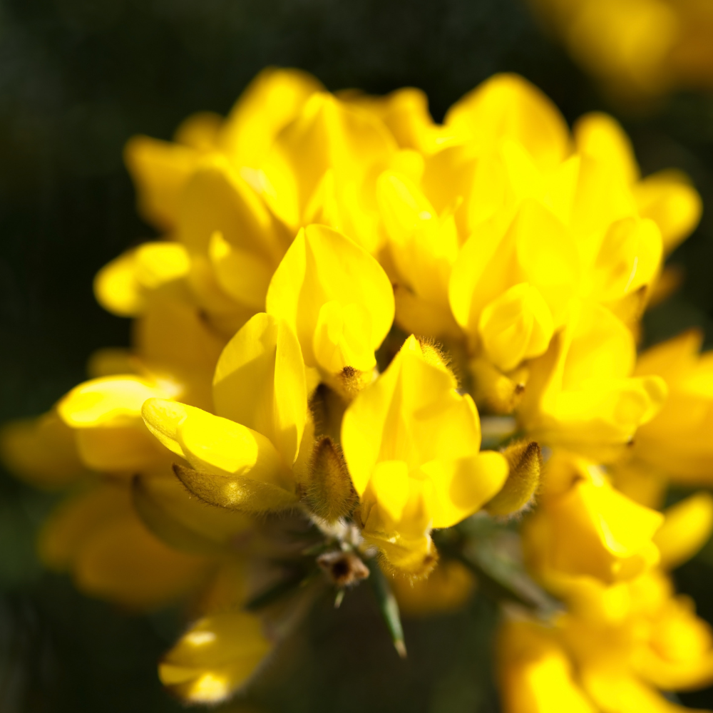 //everythingplants.co.uk/cdn/shop/files/xGorseHedge1_94d28c58-b47d-4389-96fc-01ba81342ff0.png?v=1755013219