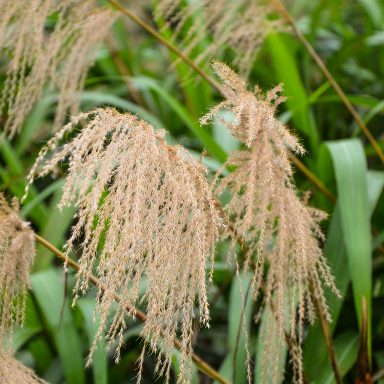 Gracillimus Maiden Ornamental Grasses Pot Grown 7.5L