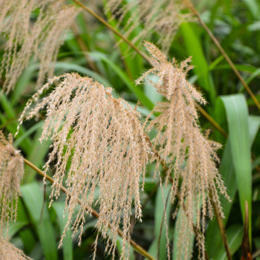 //everythingplants.co.uk/cdn/shop/files/xGracillimusMaidenGrass1_d81063f2-c1fc-4a1b-b39c-3ef62169ed30.png?v=1755013206