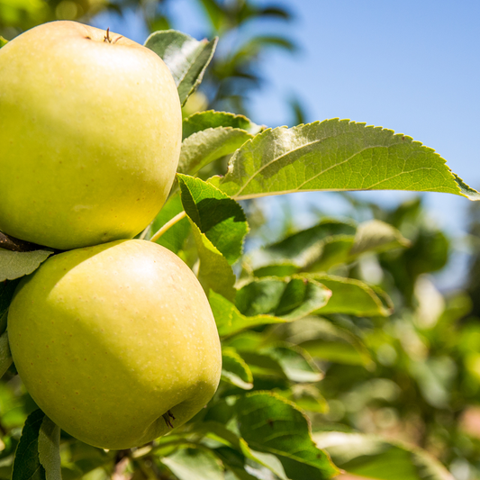 Granny Smith Apple Fruit Tree Pot Grown 7.5L 1/2 Std