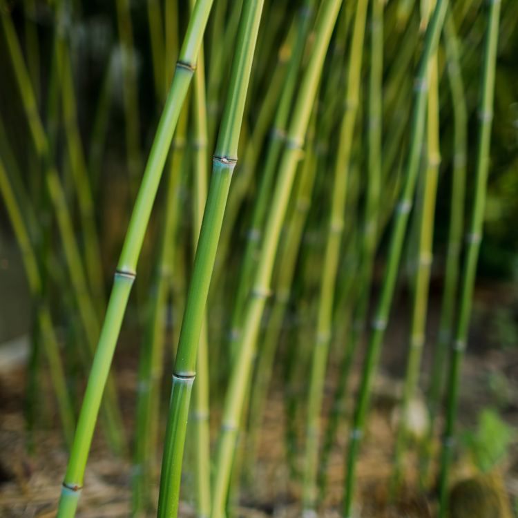 Green Bamboo Pot Grown 50L 300/350cm