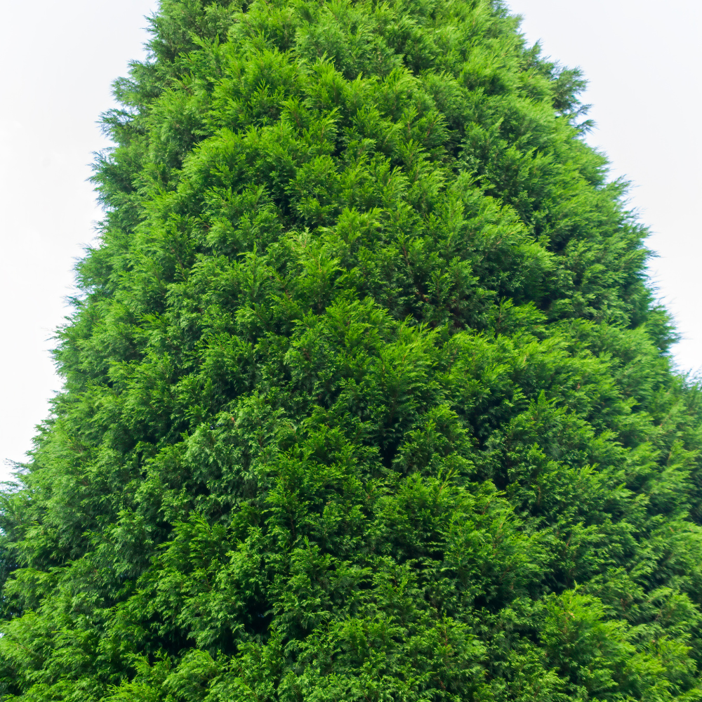 //everythingplants.co.uk/cdn/shop/files/xGreenLeylandiiConifer1_092642f2-bfbc-47b1-a32e-3f5b57cd7cef.png?v=1755013044