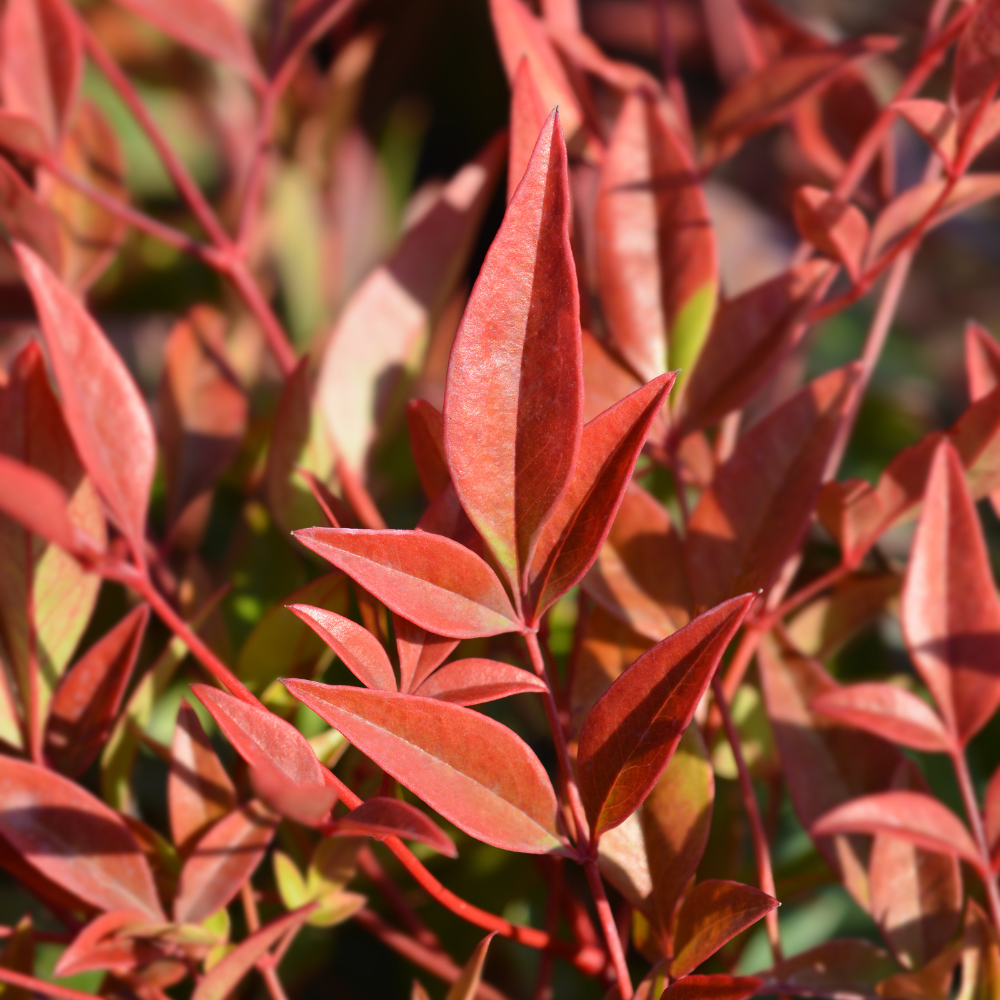 //everythingplants.co.uk/cdn/shop/files/xGulfStreamHeavenlyBambooPlant1_8b040625-5ffc-4a3d-ad1e-980669cf6d82.png?v=1755267937