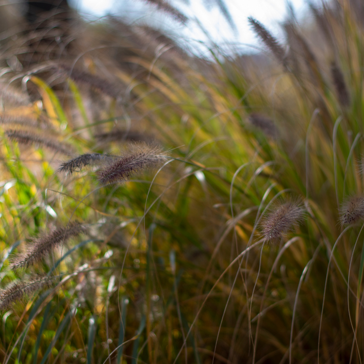Hameln Fountain Ornamental Grasses Pot Grown 5L