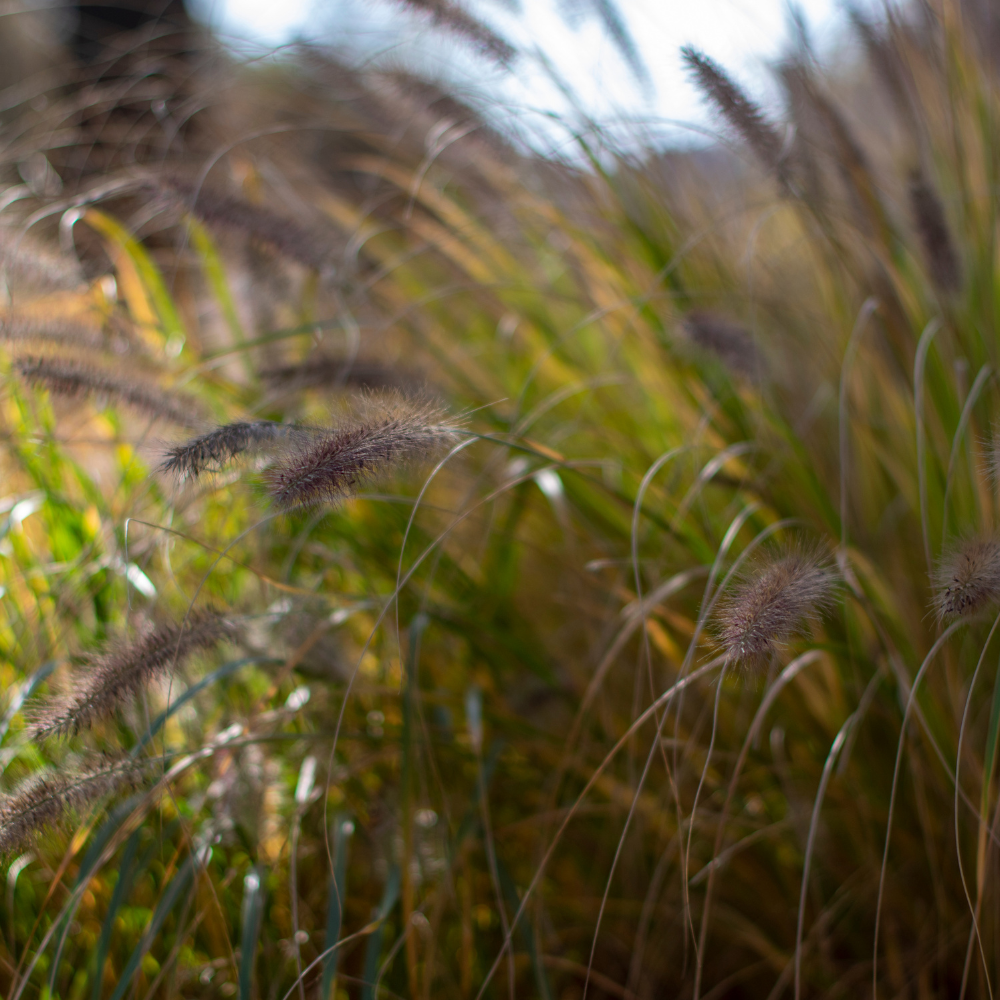 //everythingplants.co.uk/cdn/shop/files/xHamelnFountainGrass1_ffed1bcc-05bf-4fd9-91b1-d35bda85e9eb.png?v=1755012707