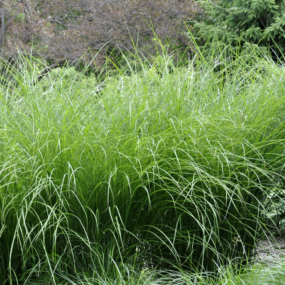 //everythingplants.co.uk/cdn/shop/files/xHeavyMetalSwitchgrass1_e9fe0c5b-806e-498b-9f54-8a930e6f6c78.png?v=1755012396