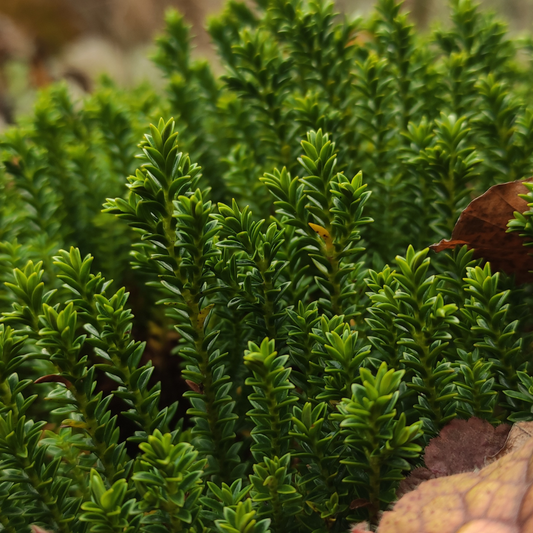 Hebe Sutherlandii Pot Grown 10L 40/60cm (x14) Multi-deal