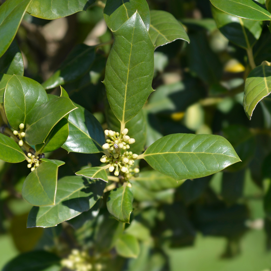 Holly Nellie R Stevens Italian Plants Pot Grown 25L 1/2 Std 50/60cm head (x6) Multi-deal