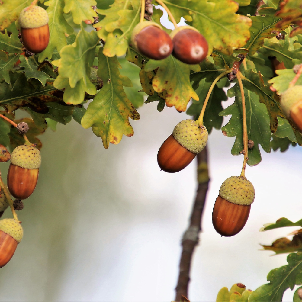 //everythingplants.co.uk/cdn/shop/files/xHolmOakPleachedTree1_0c16d0ac-6058-4bf2-a3e2-fa9927ac48af.png?v=1755012212