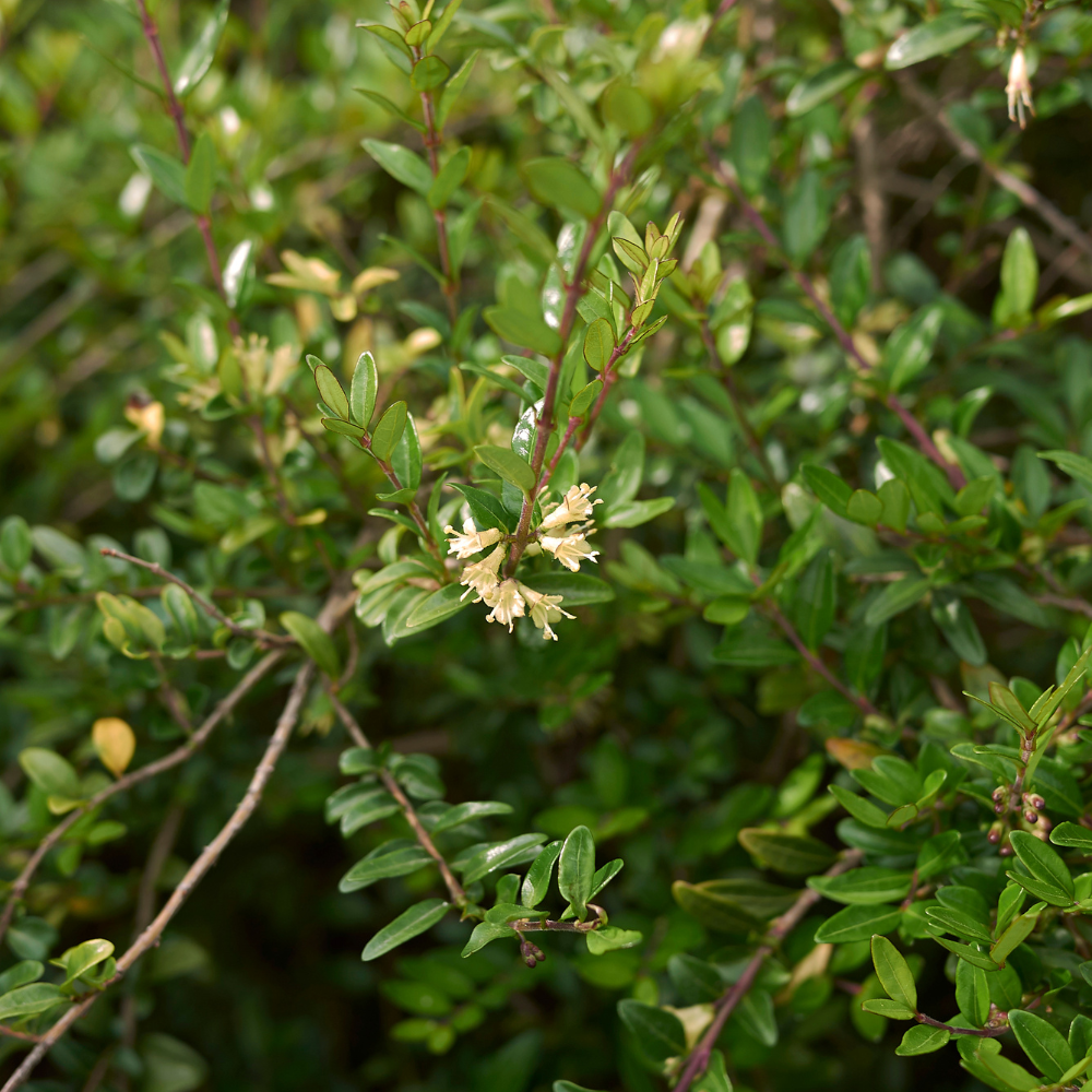 //everythingplants.co.uk/cdn/shop/files/xHoneysuckleBaggesensGold1_76acf170-1b8b-4351-b0c1-a6ac530d7e29.png?v=1755012203