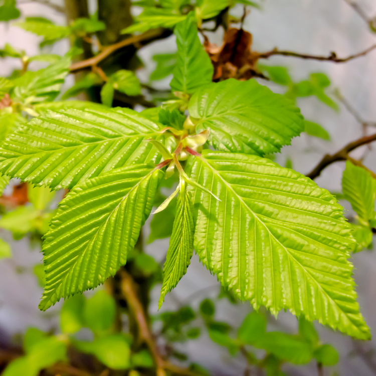 Hornbeam Pleached Tree Pot Grown 35L 175/200cm Stem Girth 10/12 Frame 120x120