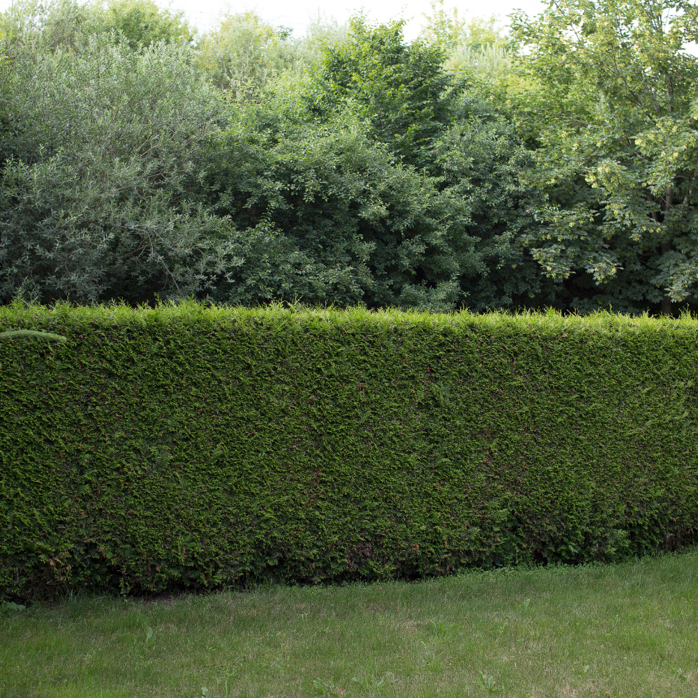 //everythingplants.co.uk/cdn/shop/files/xHorseFriendlyMixedNativeHedging1_dc3b42dd-9ccd-48e4-a315-cde046d51015.png?v=1757005709