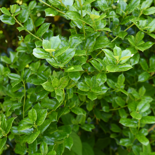 Ilex Crenata Pot Grown 5L 40/60cm (x40) Multi-deal