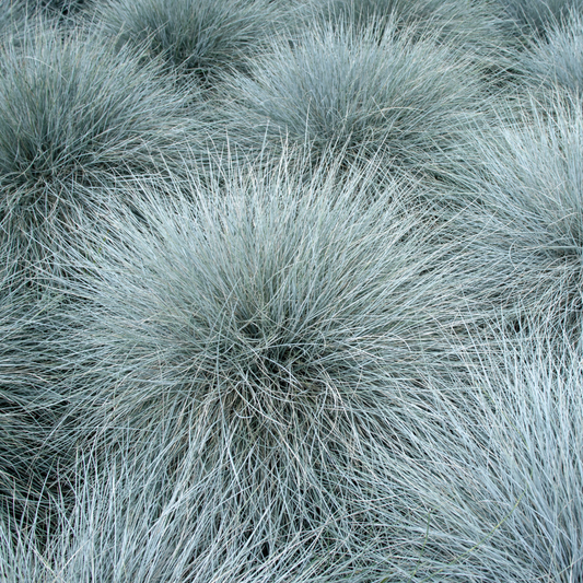 Intense Blue Fescue Ornamental Grasses Pot Grown 2L  (x50) Multi-deal