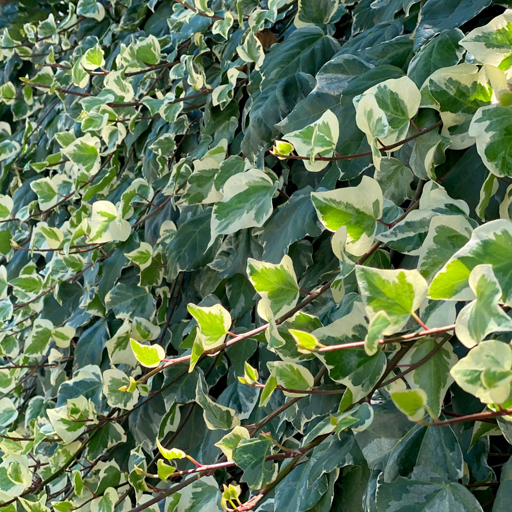 //everythingplants.co.uk/cdn/shop/files/xIrishIvyHedge1_04cd865c-2128-46b1-9940-8687c5543b81.png?v=1756467053