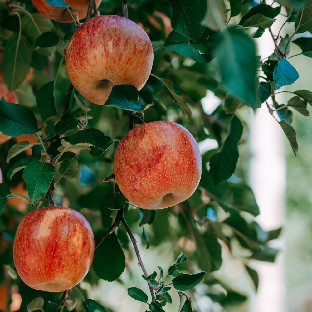 //everythingplants.co.uk/cdn/shop/files/xJamesGrieveAppleTree1_b51cf562-73b0-4d82-8d75-fbee71f2a9a7.png?v=1755006750