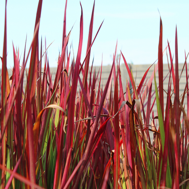 Japanese Blood Ornamental Grasses Pot Grown 5L  (x40) Multi-deal