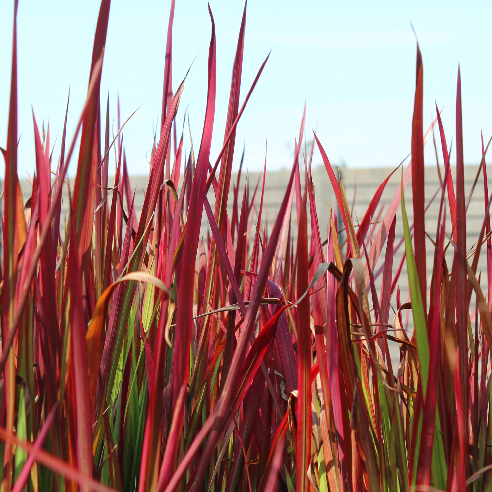//everythingplants.co.uk/cdn/shop/files/xJapaneseBloodGrass1_bff4342c-7a99-433b-b552-6b4c69a82b0a.png?v=1755011768