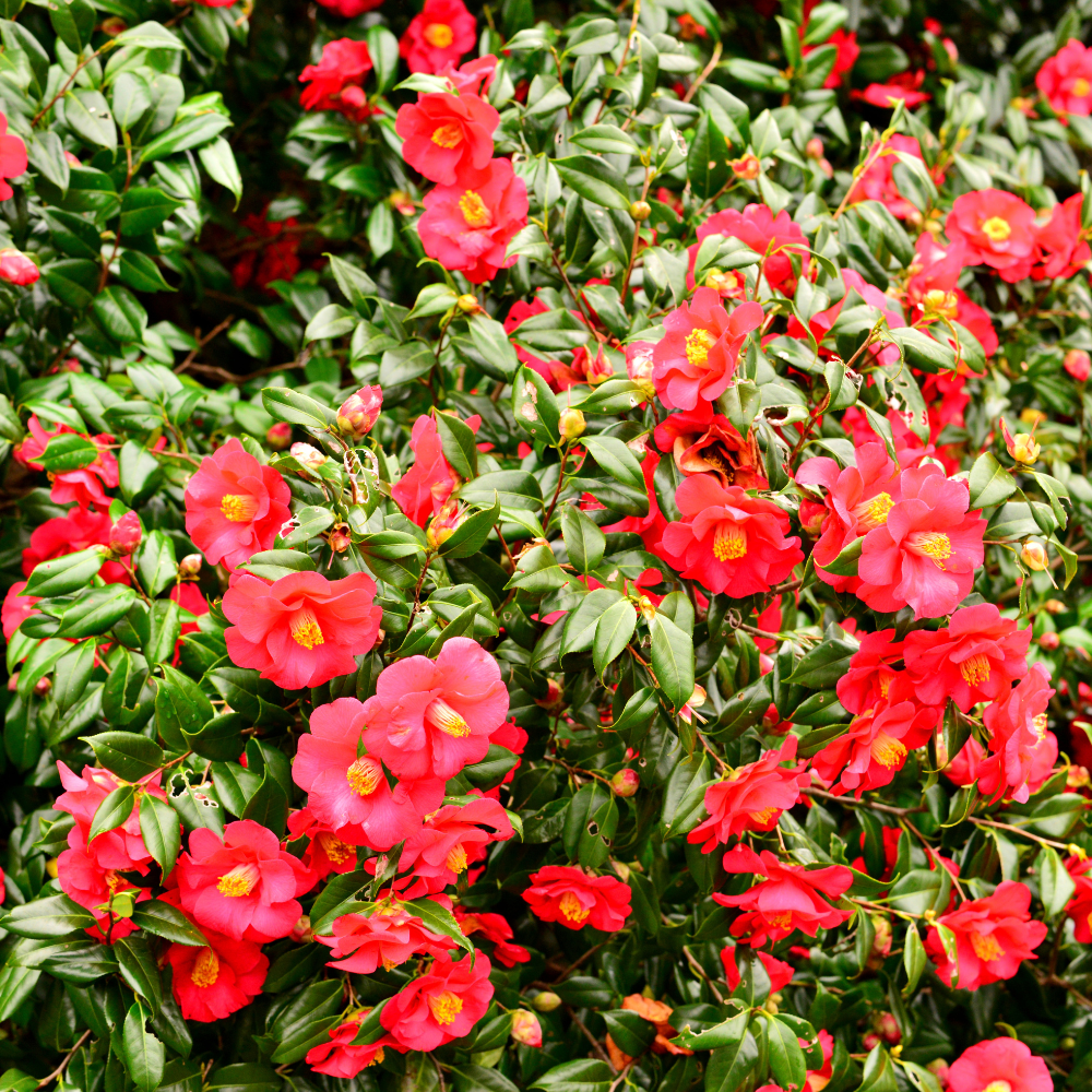 //everythingplants.co.uk/cdn/shop/files/xJapaneseCamelliaPlants1_c5cb8972-6e6e-493e-b1f3-dfaeb2badbca.png?v=1755011737