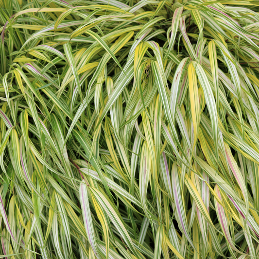 Japanese Forest Ornamental Grasses Pot Grown 2L