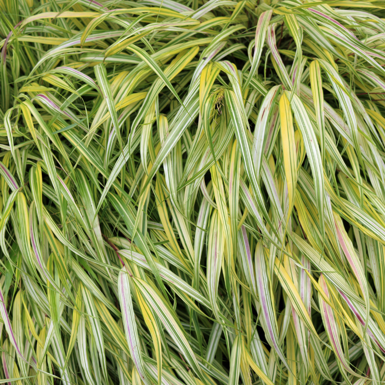 Japanese Forest Ornamental Grasses Pot Grown 2L